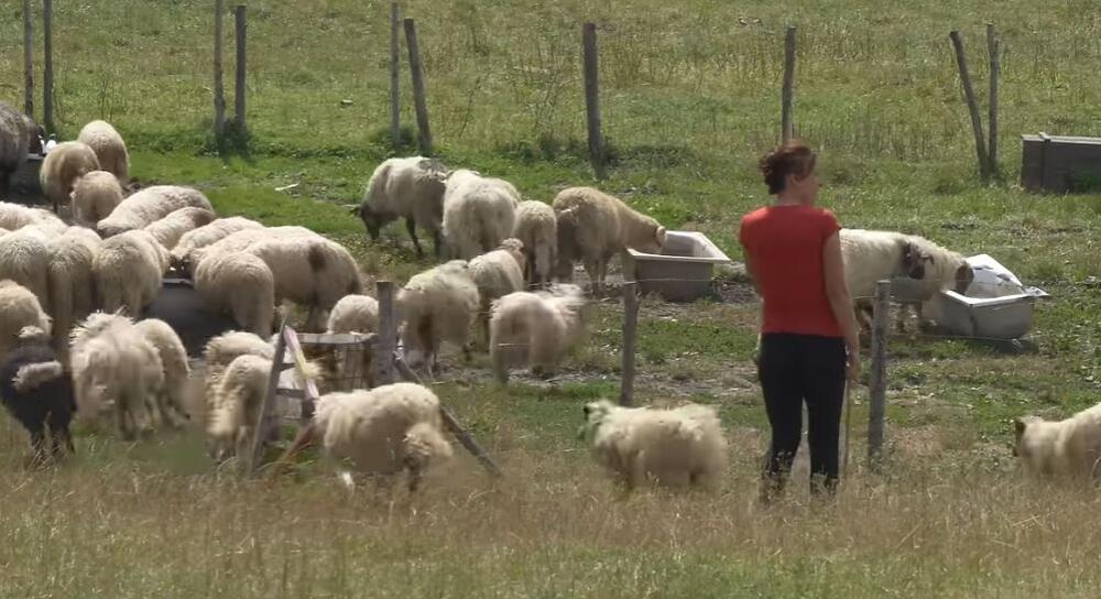 Marijan Jonjić, moj biznis, ovčje đubrivo